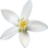 Lemon blossom