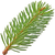 Fir