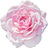 Taif rose
