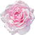 Taif rose