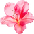 Azalea