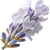 White lavender