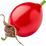 Rose hip