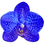Blue orchid