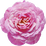 marokkanische Rose Absolue