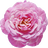 marokkanische Rose