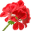 Pelargonie