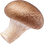 Shiitake Absolue