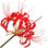 Red spiderlily
