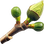 Fig blossom
