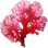Red algae