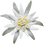 Edelweiss