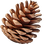 Pine tree cone