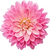 Chinese chrysanthemum