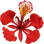 Royal poinciana
