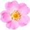 Wild rose