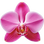 Orchid