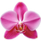 Orchidee
