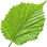 Hazelnut leaf