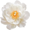 White peony