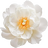 White peony