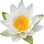 Water lily
