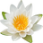 Water lily