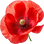Poppy