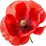 Mohn