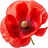 Poppy