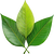 Green leaves