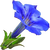 Gentian