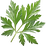 Absinthe wormwood