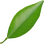 Mandarin orange leaf