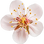 Apricot blossom