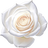 White rose