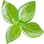 Basil