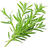 Tarragon