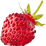 Woodland strawberry