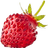 Woodland strawberry