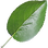 Apfelblatt
