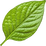Pepper leaf