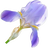 Iris pallida