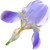 Iris pallida