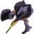 Black iris