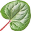 Cyclamen leaf