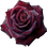 Black Baccara rose
