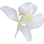 White gingerlily