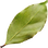 Pimento leaf