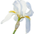Florentine iris